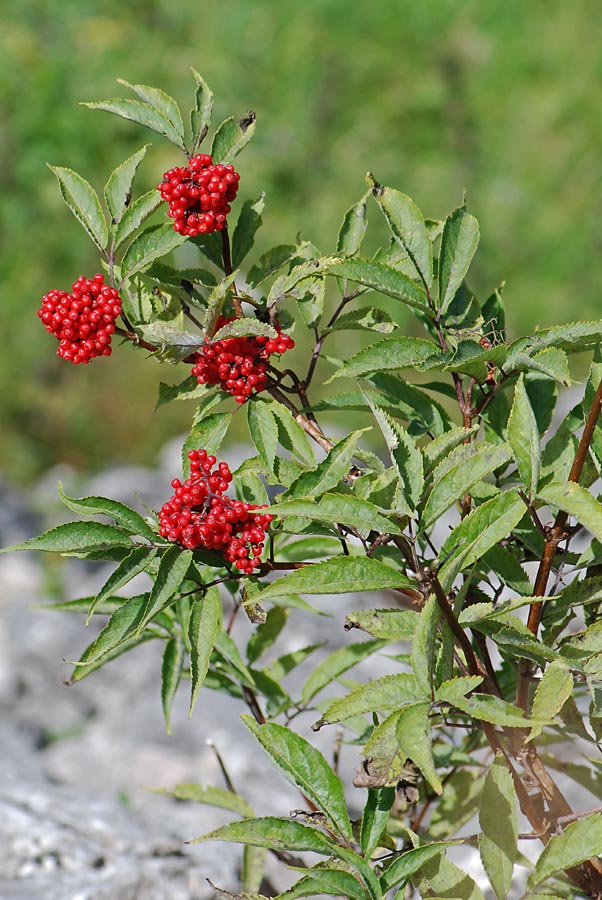 Sambucus racemosa / Sambuco rosso